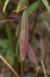 Coastal sand spurge